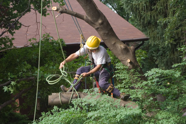 Best Hazardous Tree Removal  in Arrowhead Beach, NC