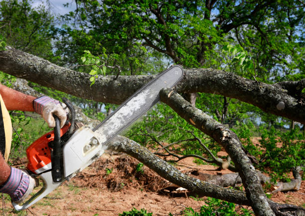 Best Lot and Land Clearing  in Arrowhead Beach, NC